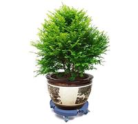 CHERIPOLI Rodillo para plantas y flores, ajustable, 40-58 cm, con capacidad de carga de 400 kg, para plantas, flores, jarrones, exterior e interior