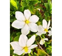 Cherokee Rose Gratitude Journal (8.5 x 11) hardcover 100 page lined notebook: bright colorful rendering of wild rose found in wooded areas in Charleston SC