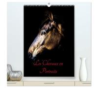 Chevaux en Portraits (Calendrier mural 2026 DIN A2 horizontal) calendrier de bureau: Portraits de chevaux en liberté et studio