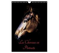 Chevaux en Portraits (Calendrier mural 2026 DIN A4 horizontal), CALVENDO calendrier mensuel: Portraits de chevaux en liberté et studio