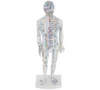 CHICAMPERA de Acupuntura de Plástico Blanco Modelo de Exhibición Corporal Meridianos Visualizados para Entrenamiento y Prácticas en Clínicas y Estudiantes