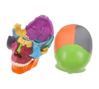 CHICAMPERA Modelo de Anatomía del Cráneo Humano Desmontable con Representación Detallada en Color, Plástico Resistente para Clases de Anatomía E Investigación Científica