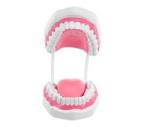 CHICAMPERA Modelo de Dientes para Educación Dental con Diseño Portátil y Superficie Fácil de Limpiar, Estructura Realista con Raíces para Estudio y Práctica en Entornos de Aprendizaje