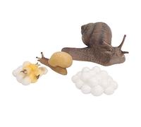CHICIRIS Modelo de Ciclo de Vida de Caracol, Figuras de Crecimiento de | Etapas Realistas de Crecimiento de Caracol, Figura en Miniatura, Material Plástico Duradero, Seguro y No Tóxico para Niños