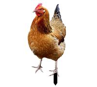 Chicken Yard: gallina realista realista con detalles de plumas vívidas | Partes de jardín de pollo | Estatua de gallo de aves de corral para una encantadora decoración al aire libre en jardines, céspe