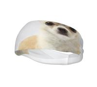 Chihuahua aislado Animales salvajes Mamífero de raza pura Bandas de pelo para hombres y mujeres Diadema para correr Diadema que absorbe el sudor Gimnasio