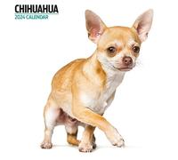 Chihuahua Modern - Calendario 2024, multicolor