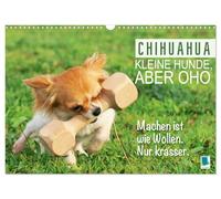 Chihuahua: Perros pequeños, pero oho (calendario de pared 2026 DIN A3 horizontal), calendario mensual CALVENDO Chihuahua: curioso, ágil y siempre listo para una aventura (animales Calvendo)