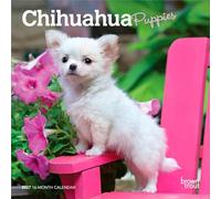 Chihuahua Puppies 2027 7 X 14 Inch (Hanging) Monthly Mini Wall Calendar