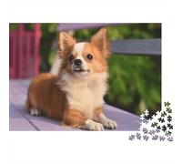 Chihuahua Puzzle Imposible,desafío Para Adultos Long-haired Chihuahua on Purple Bench Entretenimiento Creativo 1000 Piezas Obra De Arte De Juego De Para Adultos Y Niños Mayores De 12 Años 52x38cm/1000