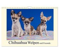 Chihuahua Welpen und Freunde (Wandkalender 2026 DIN A4 quer), CALVENDO Monatskalender: Welpenbilder der kleinsten der Kleinen