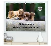 Chihuahuas - kleine Herzensbrecher (hochwertiger Premium Wandkalender 2026 DIN A2 quer), Kunstdruck in Hochglanz: Wunderschöne Outdoor Fotos der kleinen Hunderasse