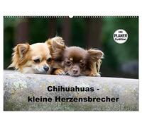 Chihuahuas - kleine Herzensbrecher (Wandkalender 2026 DIN A2 quer), CALVENDO Monatskalender: Wunderschöne Outdoor Fotos der kleinen Hunderasse