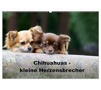 Chihuahuas - kleine Herzensbrecher (Wandkalender 2026 DIN A2 quer), CALVENDO Monatskalender: Wunderschöne Outdoor Fotos der kleinen Hunderasse