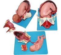 Childbirth Demonstration Pelvis Model - Anatomical Teaching Tool for Natural Childbirth Education with Removable Organs and Realistic devise