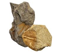 CHILDWEET 2 Piezas Fósiles de Trilobites Reales para Decoración y Prácticas Docentes Modelo Didáctico de Paleontología Educativo para Enseñanza Científica y Colección Educativa