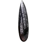 CHILDWEET Adorno de Fósil de Ortoceras Negro de Mineral para Decoración de Escritorio y Herramienta de Enseñanza en Biología y Geología Bachillerato
