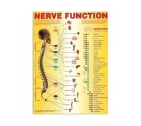 Chiropractic Nerve Pathways Poster Autonomic Function Infographic Chart Spinal Subluxation Educational Anatomy Wall Art for Clinic Office Therapy Room(Framed,16x24inch(40x60cm))