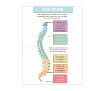 Chiropractic Office Decor Canvas Print Spinal Nerve Anatomy Chart Educational Poster Wall-Art(Unframed,12x18inch(30x45cm))