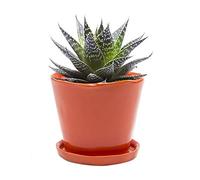 Chive 'Tika' - Macetas de cerámica Bonitas y Hermosas para Flores y Plantas de Interior y Exterior, Grandes (12,7 cm), Color Naranja