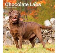 Chocolate Labrador Retriever - Brauner Labrador Retriever 2027 - 16-Monatskalender: Original BrownTrout-Kalender [Mehrsprachig] [Kalender] (Chocolate ... | BrownTrout | Animals Dog Breeds)