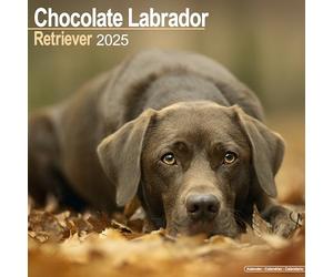 Chocolate Labrador Retriever Calendar 2025 Square Dog Breed Wall Calendar - 16 Month