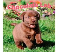 Chocolate Labrador Retriever Puppies - Braune Labrador Retriever Welpen 2027 - 16-Monatskalender: Original BrownTrout-Kalender [Mehrsprachig] ... | BrownTrout | Animals Dog Breeds Puppy)