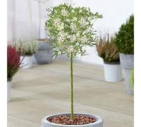Choisya White Dazzler - Naranjo de México, árbol ornamental perenne | Árbol de patio Choisya en flor, ideal para terrazas y jardines. Su follaje aromático y llamativas flores blancas