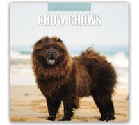 Chow Chows 2026 Square Wall Calendar: Original Red Robin Publishing Ltd-Kalender [Mehrsprachig] [Kalender]