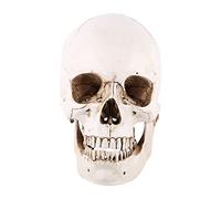 Chrees Modelo de cráneo de resina, réplica de huesos humanos con buen acabado para decoración de bares y discotecas, adecuado para fiestas de Halloween