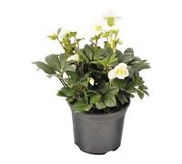 Christmas Carol Helleborus Niger Elegancia Festiva en tu Jardín