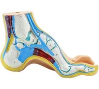 CHROX Modelo De Pie Humano De PVC, Músculo del Pie, Pie Normal, Arco del Pie Plano, Modelo De Pie, Modelo De Músculo del Pie, Modelo De Enseñanza De Ciencias Médicas