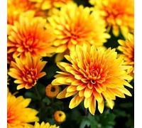 Chrysanthemum Flor Natural Disponible en una Amplia Variedad de Colores