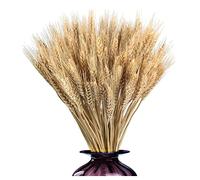CHUANGOU 100 Unidades de 40 cm de Espigas de Trigo Secas, Ramo de Hierba de Trigo Seco, Natural Flores Secas de Trigo para Boda, Chimenea, Hogar, Cocina, Iglesia, Mesa, 40 cm, Color Primario