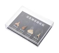 Ciieeo 1 Caja Especímenes fósiles de dientes decoración de dinosaurios adorno de paleontología