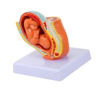 Ciieeo 1 Pieza de Término de Meses para Enseñanza de Embriología Uterina Realista de Embrión Femenino para Educación y Demostración de Uterina
