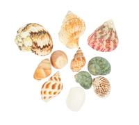 Ciieeo 2 Juegos Conch Decoración De Peces De Pescado Tanque Pecera Caparazón De La Casa del Cangrejo Ermitaño Decoración De Caracola Natural Adornos Concha