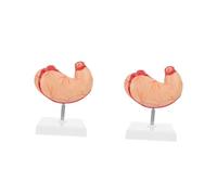 Ciieeo 2 Piezas Modelo de anatomía gástrica modelo anatómico del estómago biológico modelo anatómico del estómago de la escuela órgano modelo de anatomía del torso humano el plastico