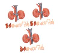 Ciieeo 3 Series Órganos Simulados Para Enseñanza De Anatomía Para Escuelas Y Clínicas Con Corazón Pulmones Hígado Y Herramienta Desmontable Para Corporal 8 Piezas*3