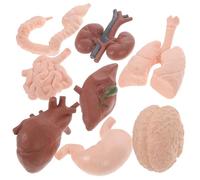 Ciieeo de Órganos 8 Piezas Juguete Educativo de Anatomía Material Didáctico Riñón Intestinos Estudio de Ciencias