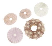 Ciieeo Jardinera Marina de Conchas de Erizo de Mar Naturales para Plantas Aéreas, Paquete de 5, Decoración Temática para Espacios Interiores