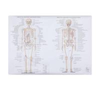 Ciieeo Póster Fácil de Leer Tela de Seda de Anatomía del Cuerpo Imagen Didáctica del Esqueleto y Músculos para Aula o Laboratorio Educativo