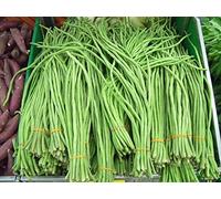 Cinese asparagi fagioli fagiolo enorme 3 Foot tenera e deliziosa 30 semi freschi:Seeds