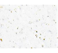 Cinelli Cinta de gel para manillar, color blanco