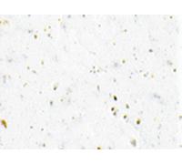 Cinta De Manillar De Gel Cinelli Blanca