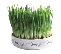 Ciotola in ceramica con 50gr. di erba gatto Offerta Multipack 6 Conf. Trixie