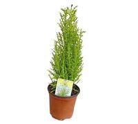 Ciprés Golden Natural Planta de Exterior Dorada y de Mantenimiento Sencillo