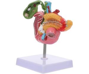 Cirugía Sistema de gastroenterología Modelo hepatobiliar Modelo patológico de la vesícula biliar Modelo de enseñanza de biología Páncreas médico Páncreas Duodeno Modelo patológico de la vesícula