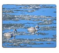 Cisnes de trompetista Que invernan Mousepad en el Material del Caucho Natural de Seedskadee NWR