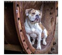 City dogs in the landscape park (Wall Calendar 2026 12" x 24" / 30 x 60 cm (abierto) CALVENDO 12 Month Wall Calendar